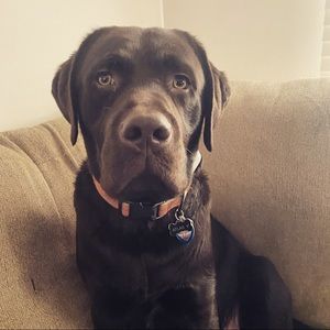 Meet your Posher, Amy